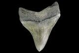 Serrated, Juvenile Megalodon Tooth - Georgia #142339-1